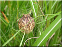 Cocon d'Argiope bruennichi
