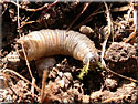 Larve de Tipule