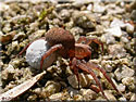 Trochosa et son cocon