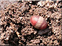 Cocon sauteur d'Ichneumonidae