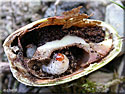 Curculio elephas larve, Balanin