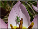 Larve de sauterelle Tettigonia viridissima
