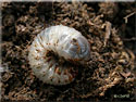 Larve de Ctoine, Cetonia sp