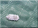 Larve de Coccinelle Scymnus