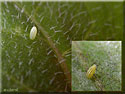 Œuf de la Piéride de la rave, Pieris rapae