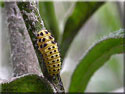 Larve de Psyllobora 22-punctata