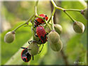 Larve de Pyrrhocoris apterus, Gendarme