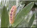 Larve d'Episyrphus