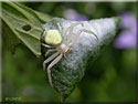Misumena vatia, Misumène et son cocon