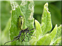 Larve de Cassida murraea, la Casside coccinelle