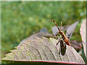 Larve de Coreus marginatus