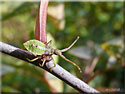 Larve de Punaise Gonocerus acuteangulatus