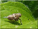 Nymphe d'Issus coleoptratus, Cigale bossue