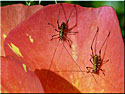 Larve de Sauterelle Phaneroptera sp