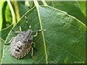 Larve de Rhaphigaster nebulosa, Punaise grise