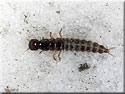 Larve de Staphylinisae (Staphylin)