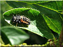 Larve de Coccinelle asiatique, Harmonia axyridis
