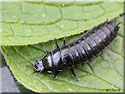 Larve de Carabus coriaceus