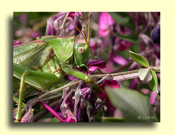 Tettigonia viridissima, la Grande Sauterelle verte