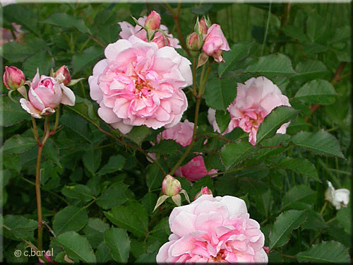 Rosier 'Félicia'