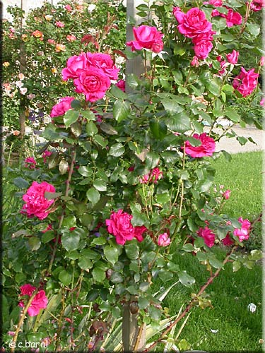 Rosier 'Pink Cloud'