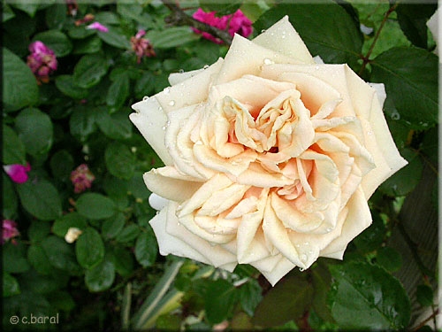 Rosier 'Bouquet d'Or' Rosier 'Bouquet d'Or'