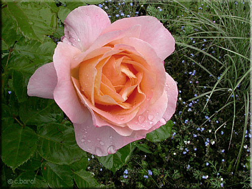Rose 'Isabelle Autissier' Rose 'Isabelle Autissier'