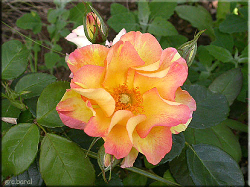 Rosier 'Hubert de Givenchy'