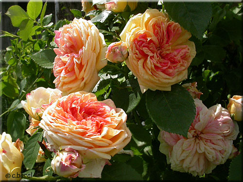Rosier 'Alchemist' Rosier 'Alchemist'