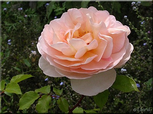 Rosier Anglais 'Candy Rain'
