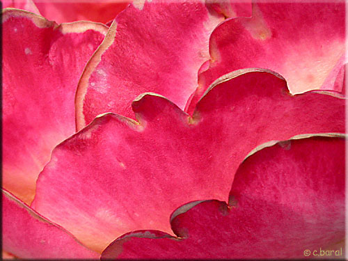 Rosier 'Emeraude d'Or' Pétales 'Emeraude d'Or'