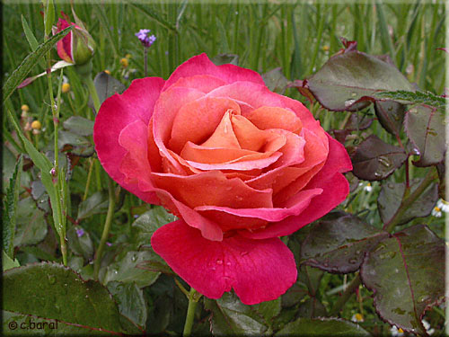 Rose 'Belle Epoque' Rose 'Belle Epoque'