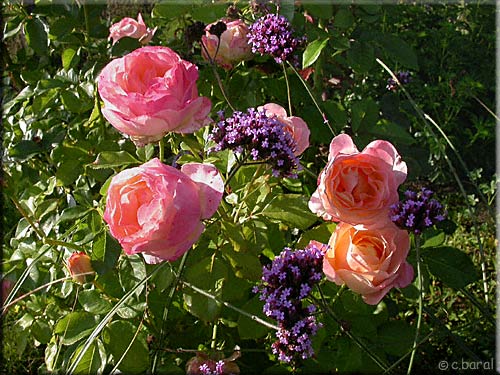 Rosier 'Isabelle Autissier' Rosier 'Isabelle Autissier'