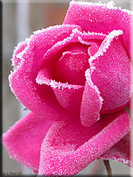 Rose Pink Cloud