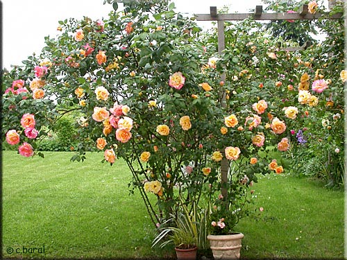 Rosier Emeraude d'Or Rosier 'Emeraude d'Or'