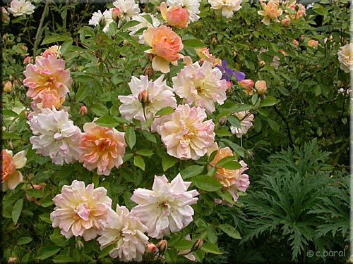 rosier 'Phyllis Bide'