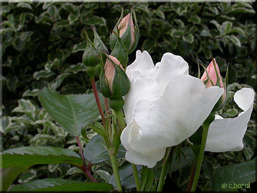 Boutons du Rosier 'Jacqueline du Pré'