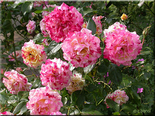 Rosier 'Camille Pissarro'