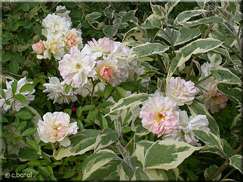 Rosier 'Phyllis Bide'
