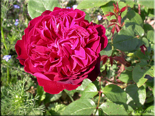 Rose 'William Shakespeare'