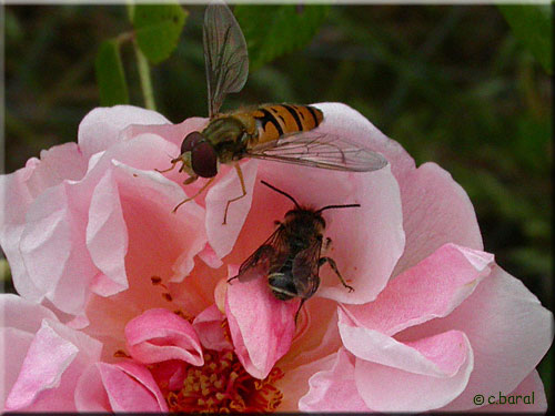 Rose 'Félicia'