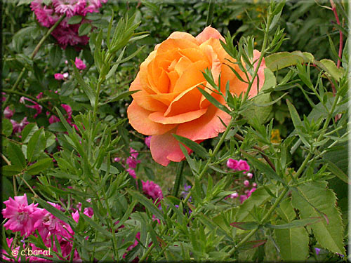 Rosier Rémy Martin