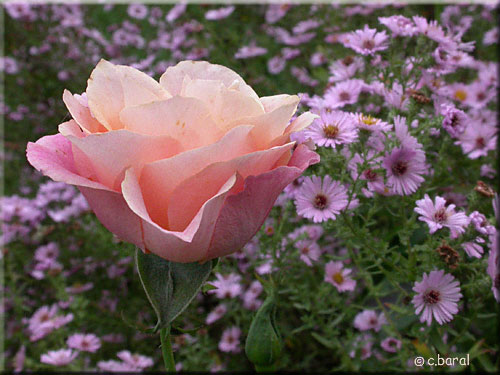 Rose Rémy Martin