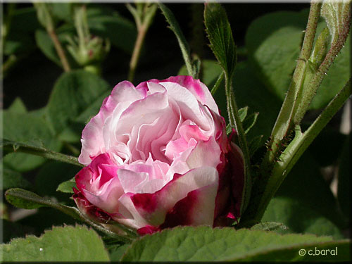 Rosier 'Léda'