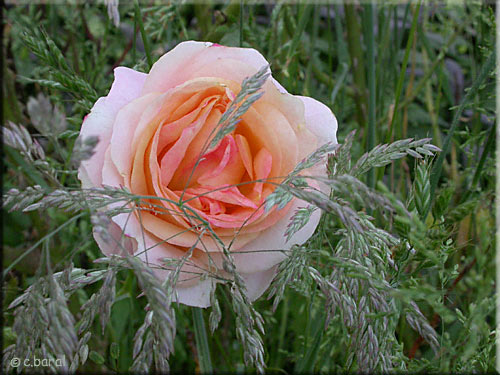 Rose 'Isabelle Autissier'