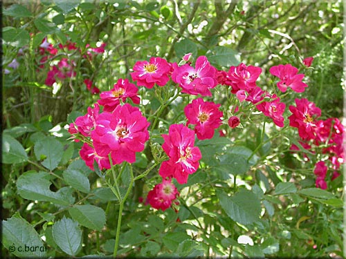 Rosier Pollux