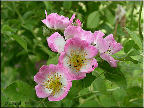 Rosier liane Kew Rambler