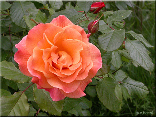 Rosier 'Westerland'