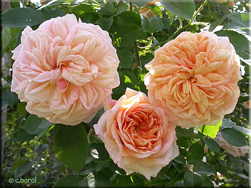 Rosier 'Alchemist'