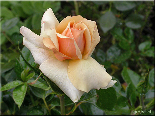 Bouton du Rosier 'Marjolaine'